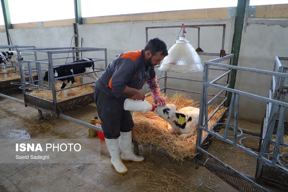 دامپروری در تبریز