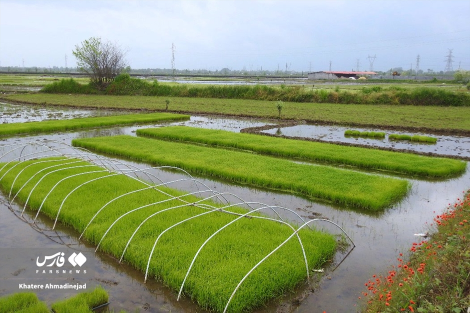 آغاز برنج‌کاری در گیلان