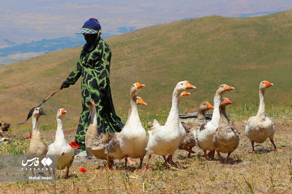 دختران آفتاب