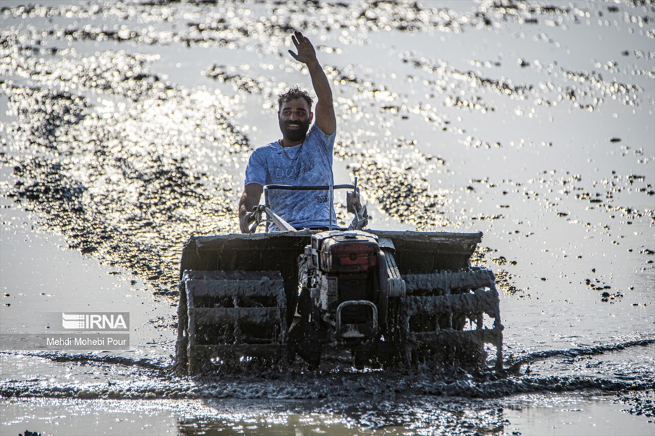 فصل نشا برنج