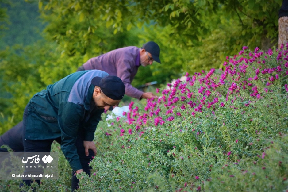 برداشت گل گاوزبان در گیلان