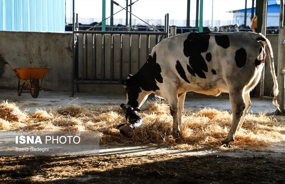 دامپروری در تبریز