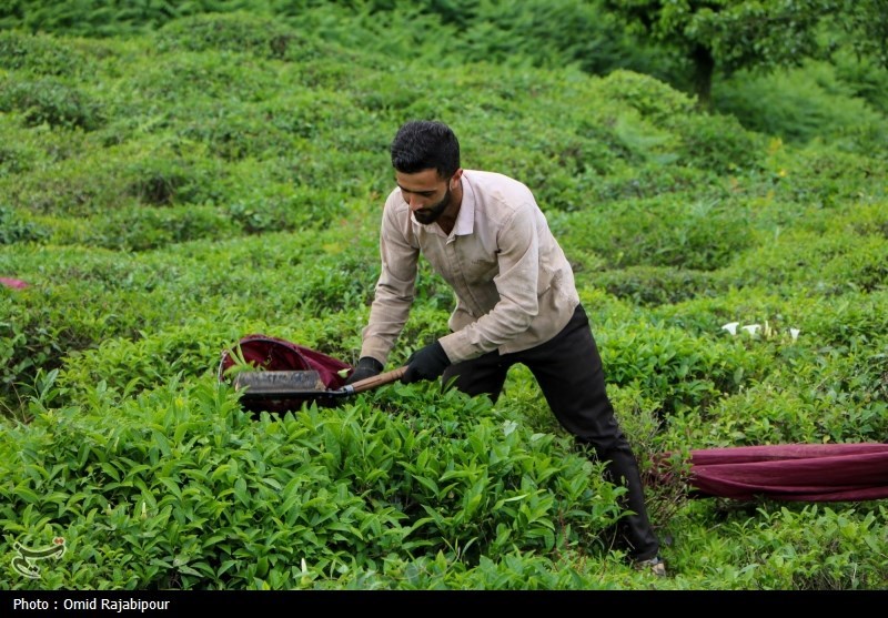 برداشت چای بهاره باغات املش - گیلان