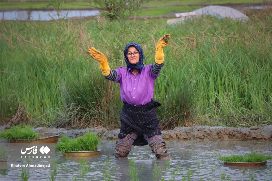 آغاز برنج‌کاری در گیلان