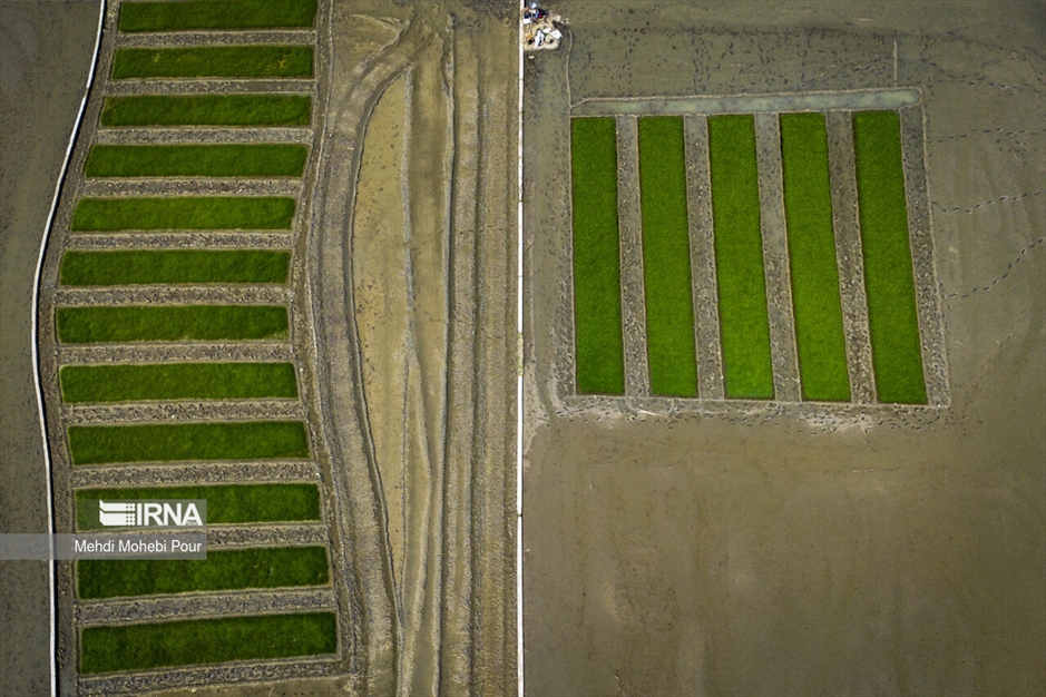 فصل نشا برنج