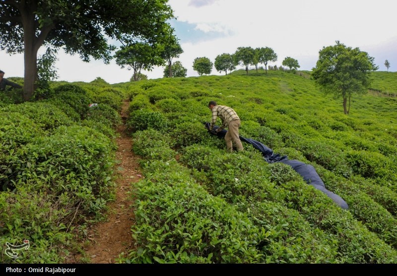 برداشت چای بهاره باغات املش - گیلان