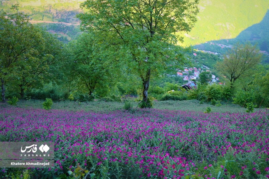 برداشت گل گاوزبان در گیلان