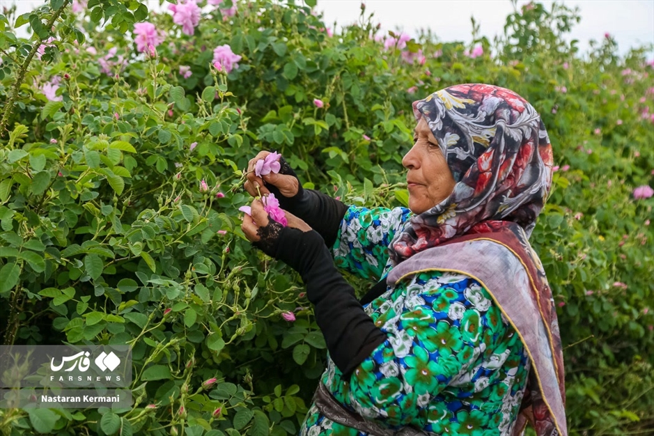 برداشت گل سرخ در البرز