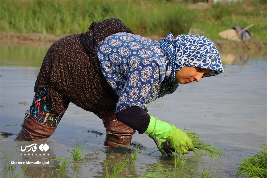 آغاز برنج‌کاری در گیلان