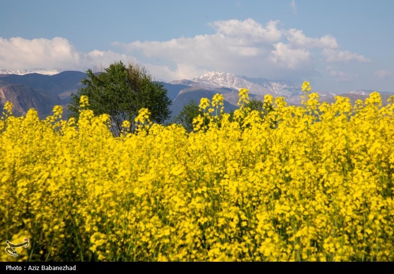 کشت کلزا در شهرستان سلسله - لرستان