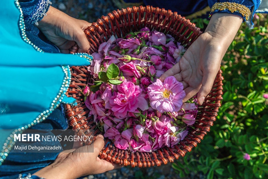 احیای سنت گلاب گیری حرم رضوی در باغ دولت‌آباد یزد