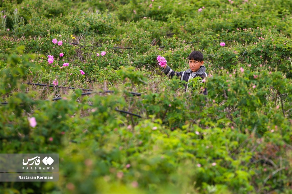 برداشت گل سرخ در البرز