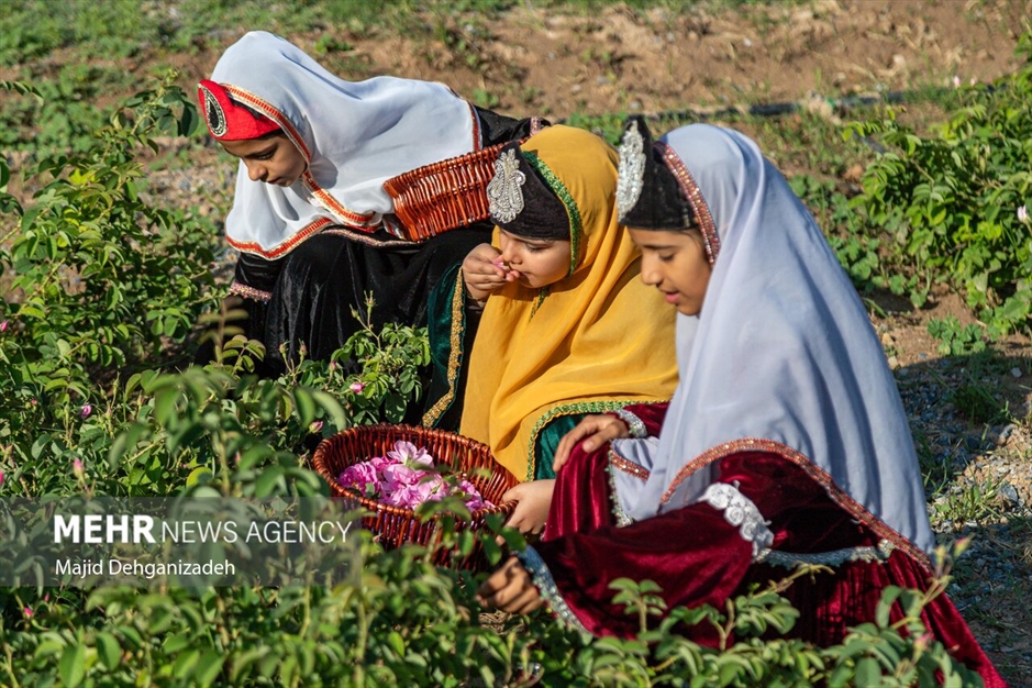 احیای سنت گلاب گیری حرم رضوی در باغ دولت‌آباد یزد