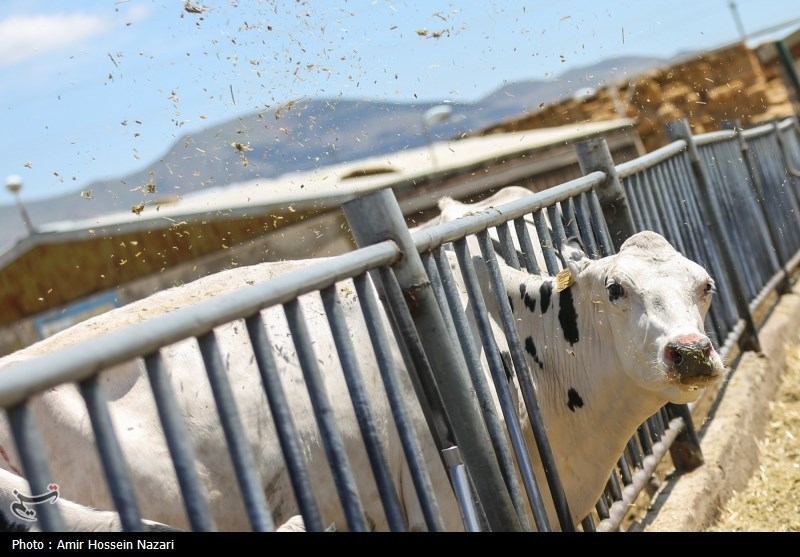  تحقق تامین امنیت غذایی با اتکا بر تولیدات داخلی 