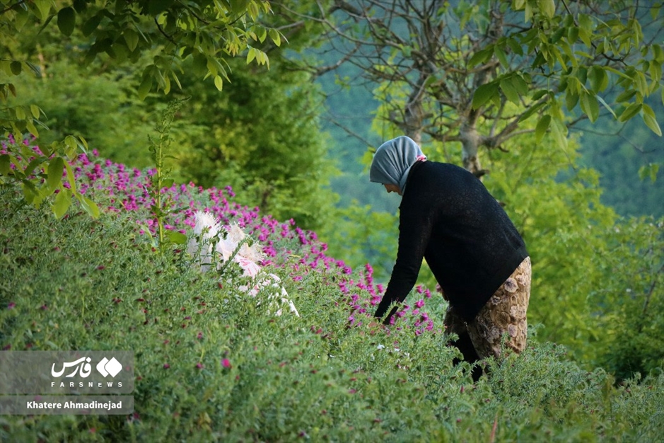 برداشت گل گاوزبان در گیلان