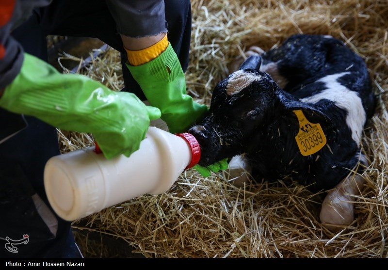  تحقق تامین امنیت غذایی با اتکا بر تولیدات داخلی 