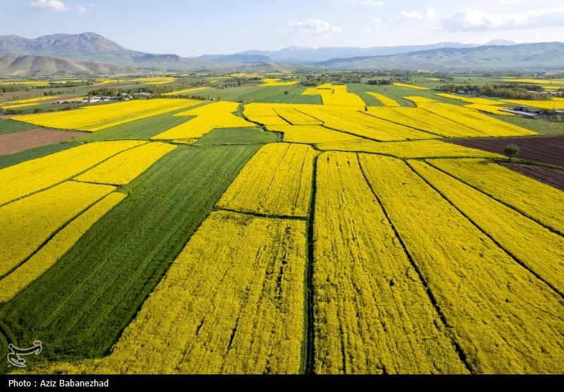 کشت کلزا در شهرستان سلسله - لرستان