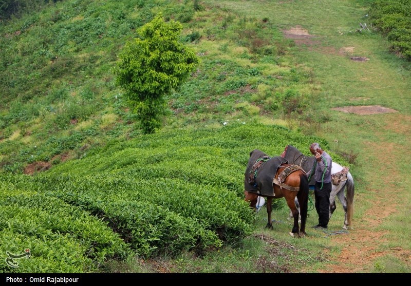 برداشت چای بهاره باغات املش - گیلان