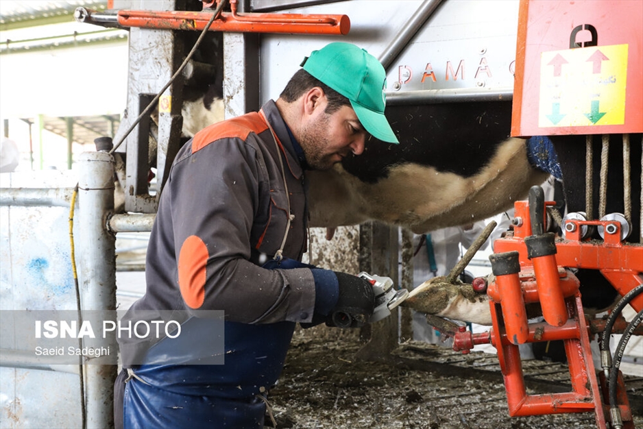 دامپروری در تبریز