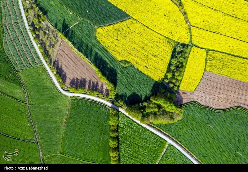 کشت کلزا در شهرستان سلسله - لرستان