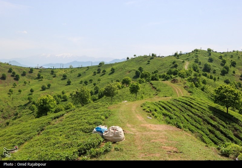 برداشت چای بهاره باغات املش - گیلان