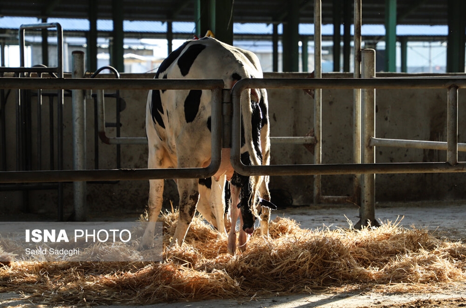دامپروری در تبریز