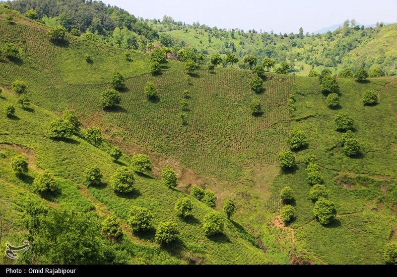 برداشت چای بهاره باغات املش - گیلان