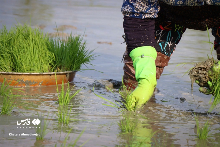 آغاز برنج‌کاری در گیلان