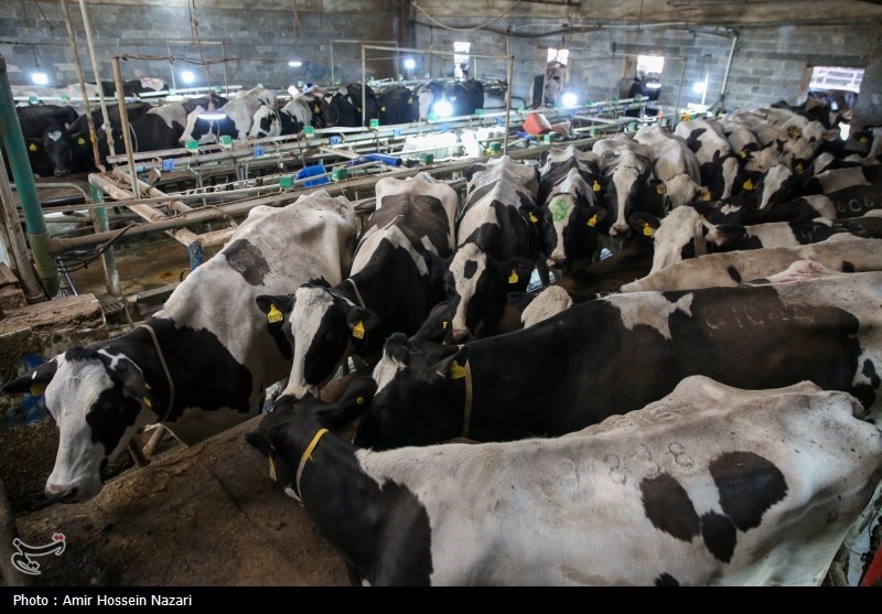  تحقق تامین امنیت غذایی با اتکا بر تولیدات داخلی 