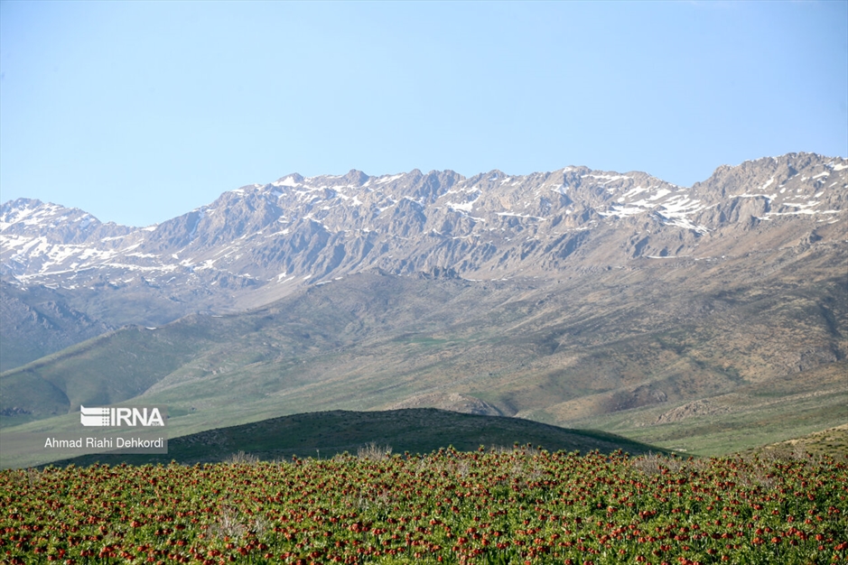 دشت لاله‌های واژگون کوهرنگ