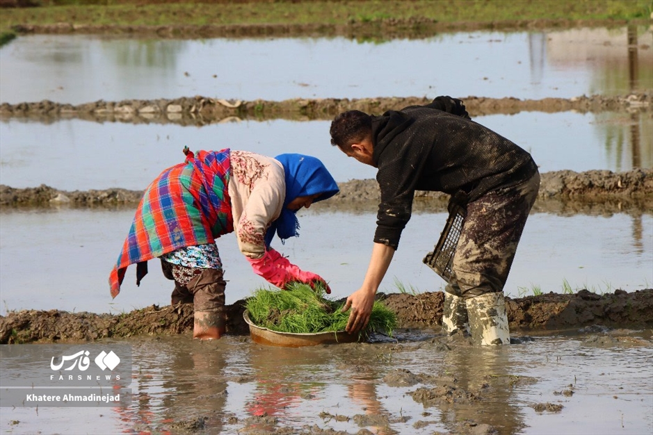 آغاز برنج‌کاری در گیلان