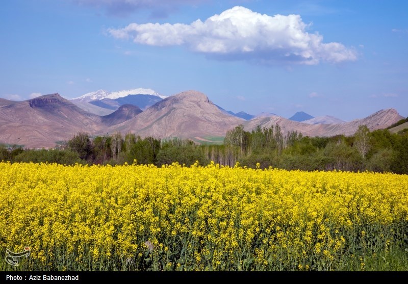 کشت کلزا در شهرستان سلسله - لرستان