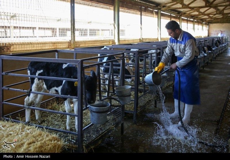  تحقق تامین امنیت غذایی با اتکا بر تولیدات داخلی 