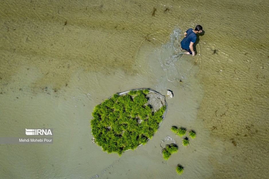 فصل نشا برنج