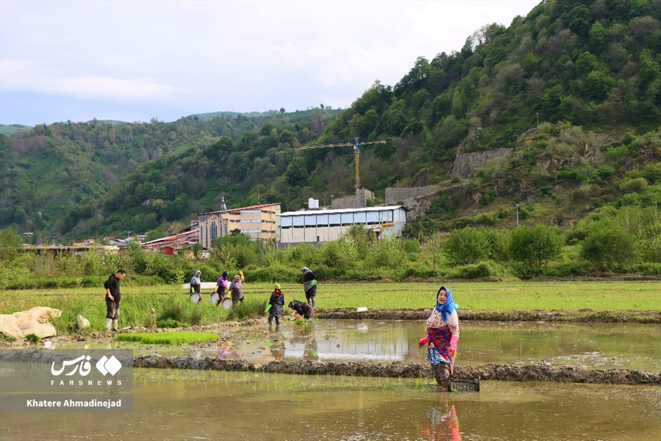 آغاز برنج‌کاری در گیلان