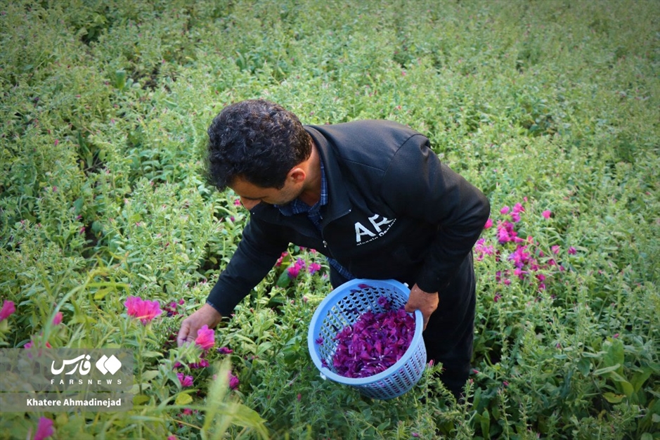 برداشت گل گاوزبان در گیلان