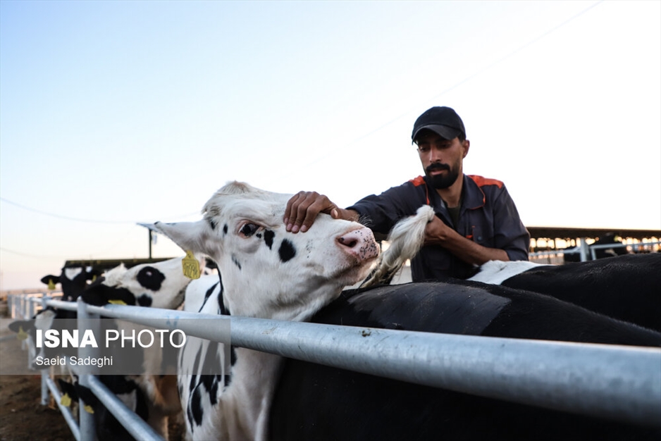 دامپروری در تبریز