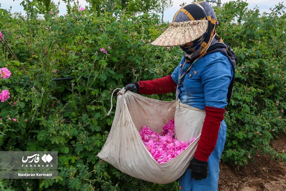 برداشت گل سرخ در البرز