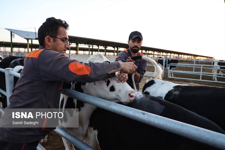 دامپروری در تبریز