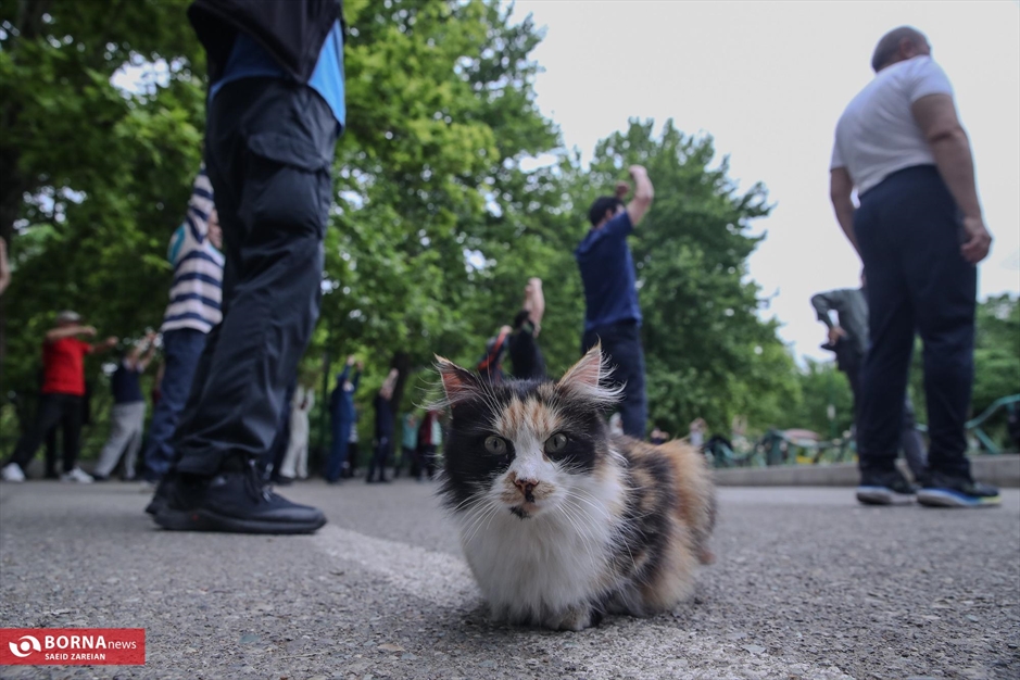 روز جهانی تای چی چوان ووشو