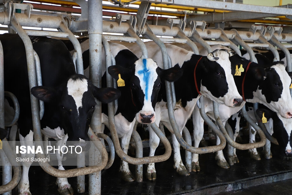 دامپروری در تبریز