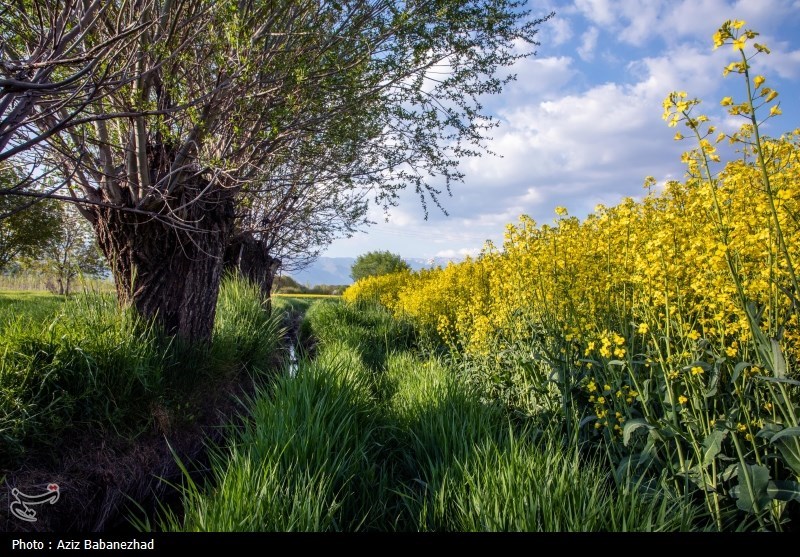کشت کلزا در شهرستان سلسله - لرستان
