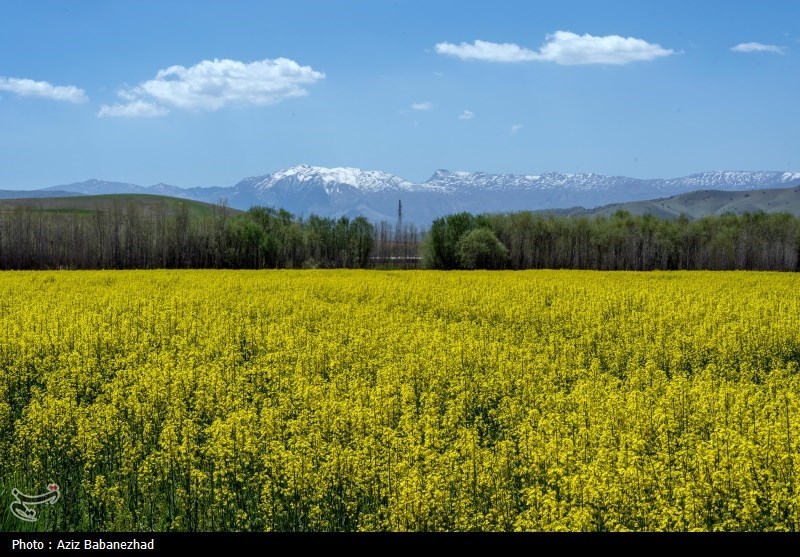 کشت کلزا در شهرستان سلسله - لرستان