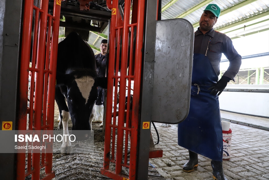 دامپروری در تبریز