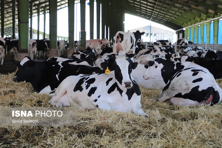 دامپروری در تبریز