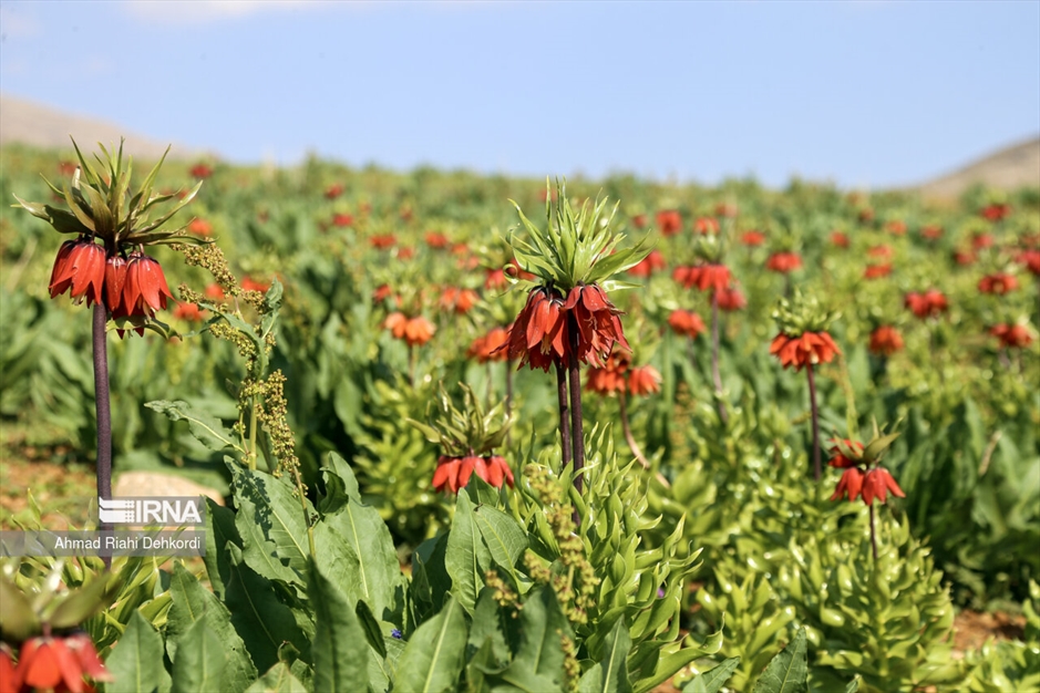 دشت لاله‌های واژگون کوهرنگ