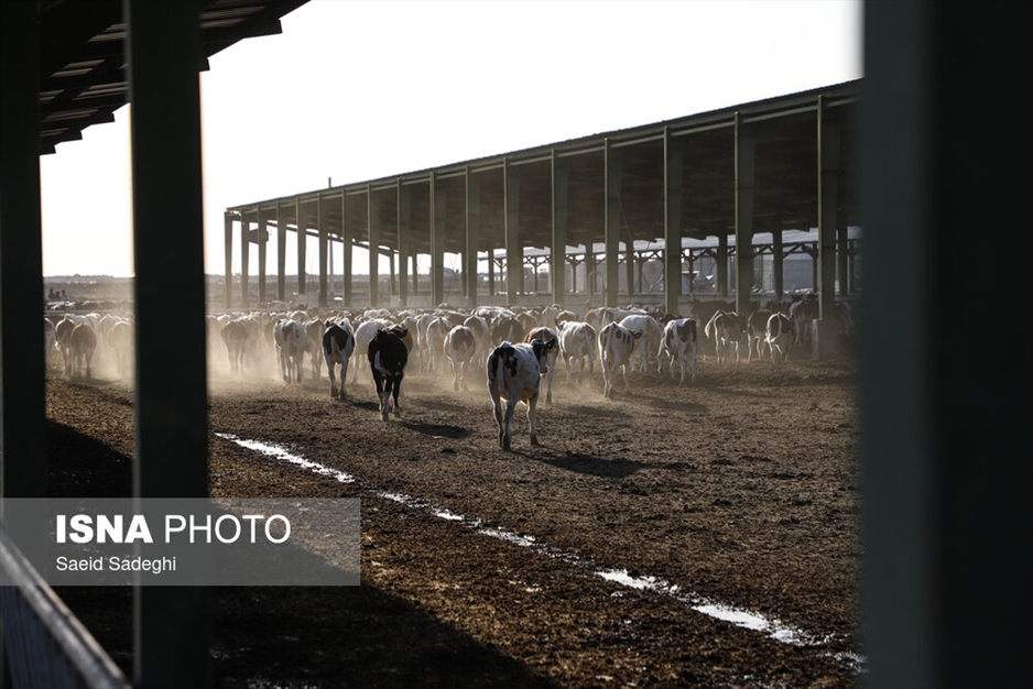 دامپروری در تبریز