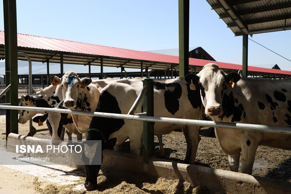 دامپروری در تبریز