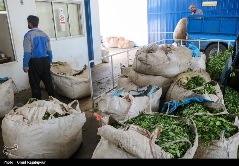 برداشت چای بهاره باغات املش - گیلان