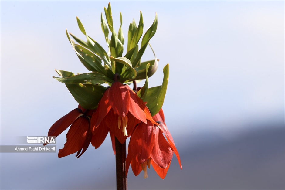 دشت لاله‌های واژگون کوهرنگ